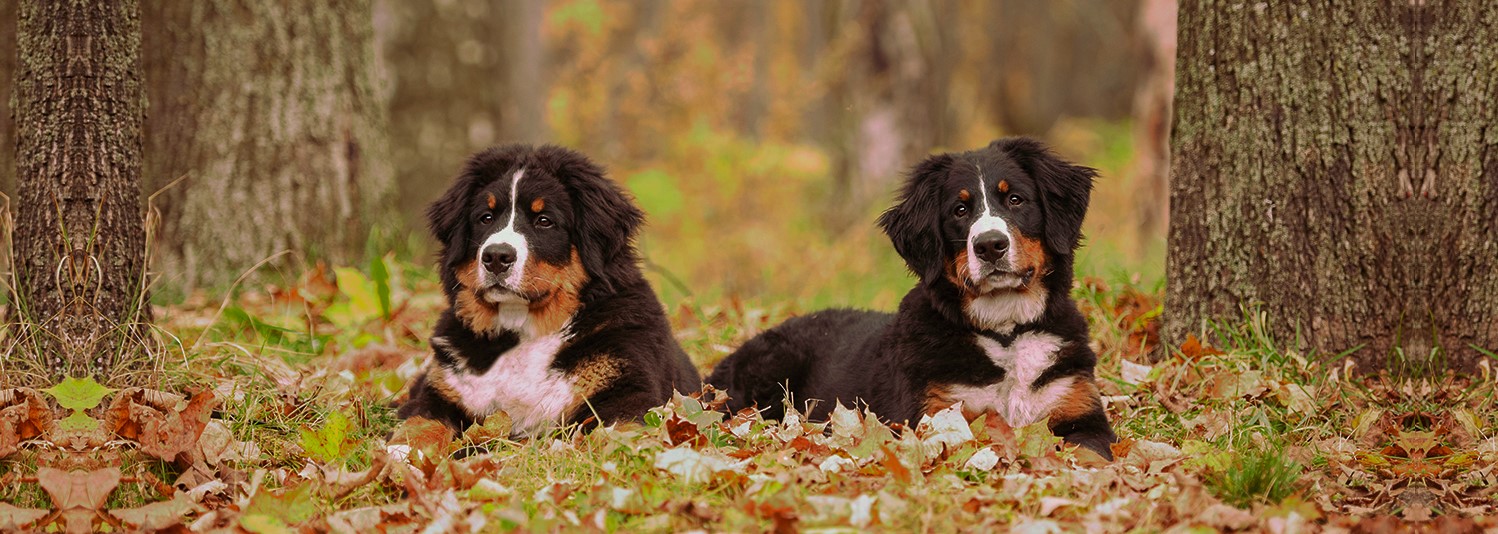 Welcome to Rocky Top Bernese Mountain Dogs Kennels
