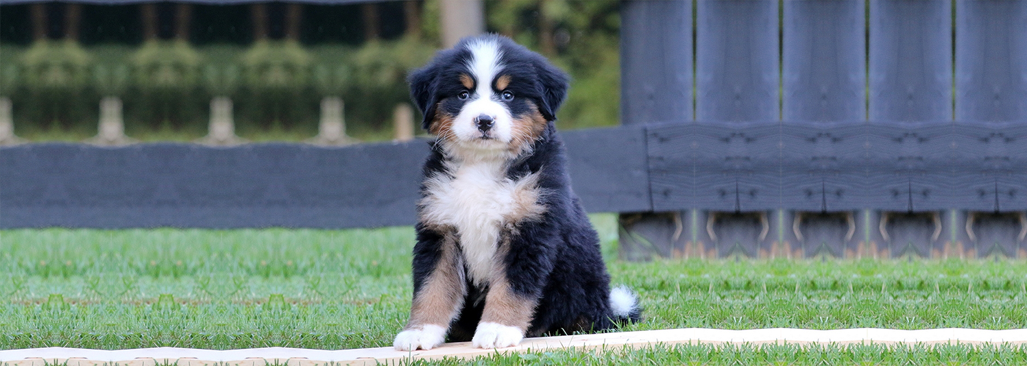 Rocky Top Bernese Mountain Dog Kennels puppies for sale